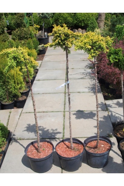 Ялівець Голдшатц на штамбі - саджанці в садовому центрі